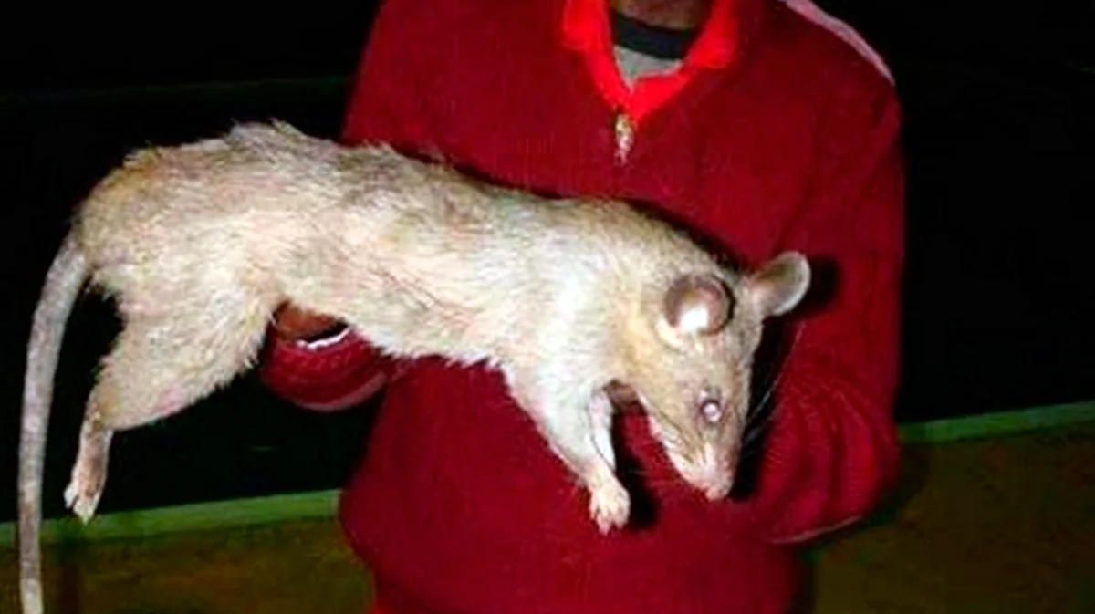 Гигантская крыса Флорес