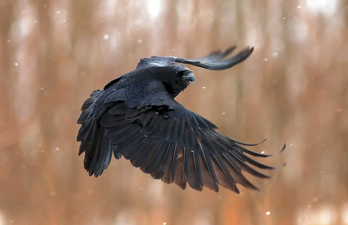 Гигантский ворон размах крыльев
