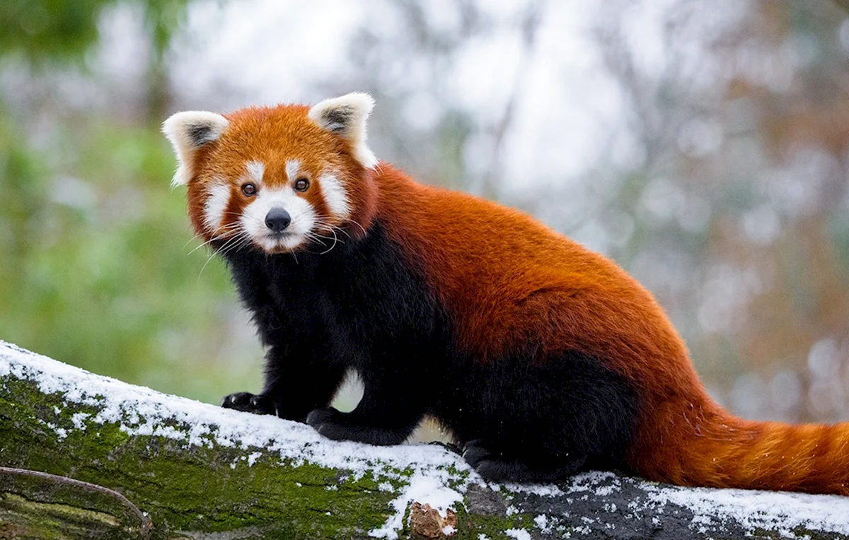 Гималайская красная Панда