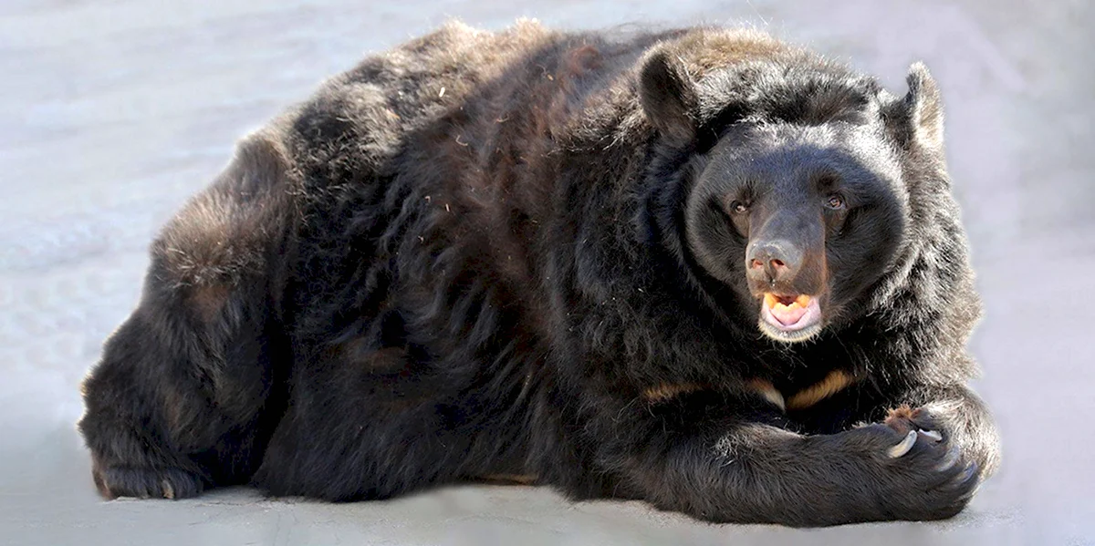 Гималайский медведь в Московском зоопарке