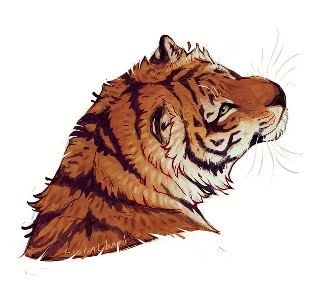 Giulialibard тигр
