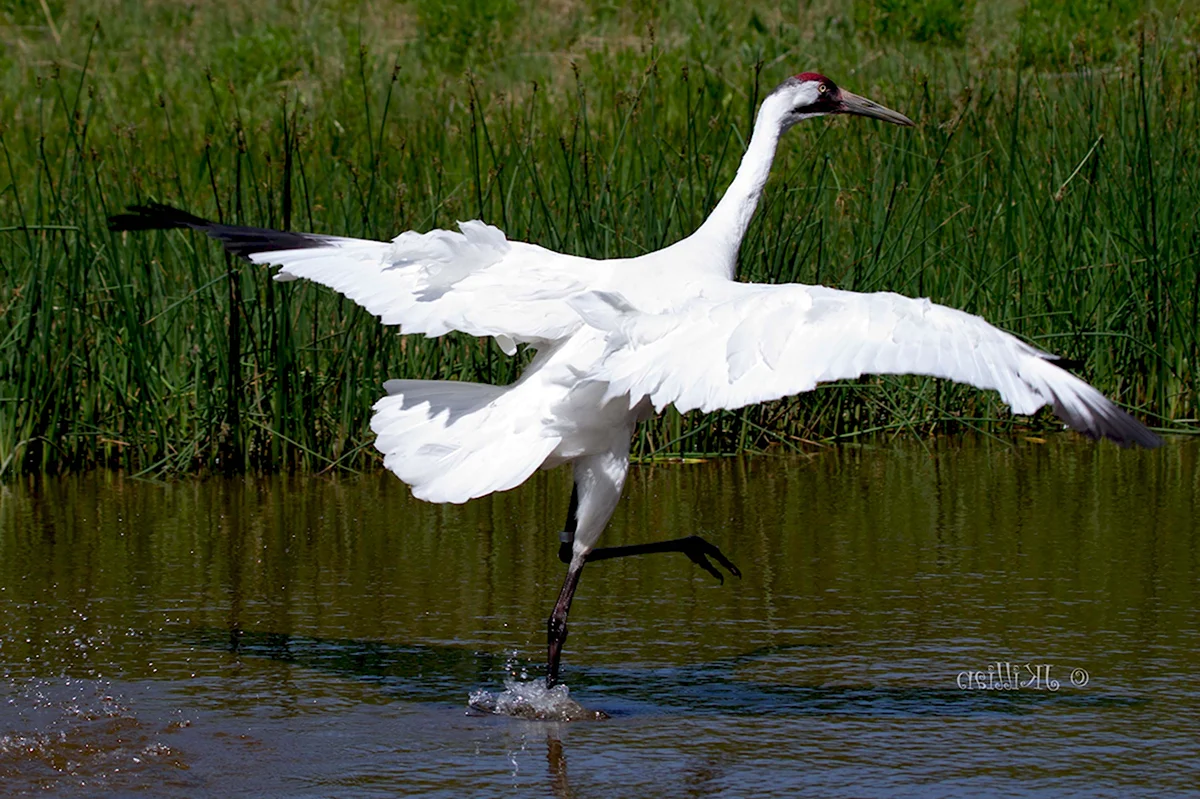 Give me Wings whooping Cranes movie