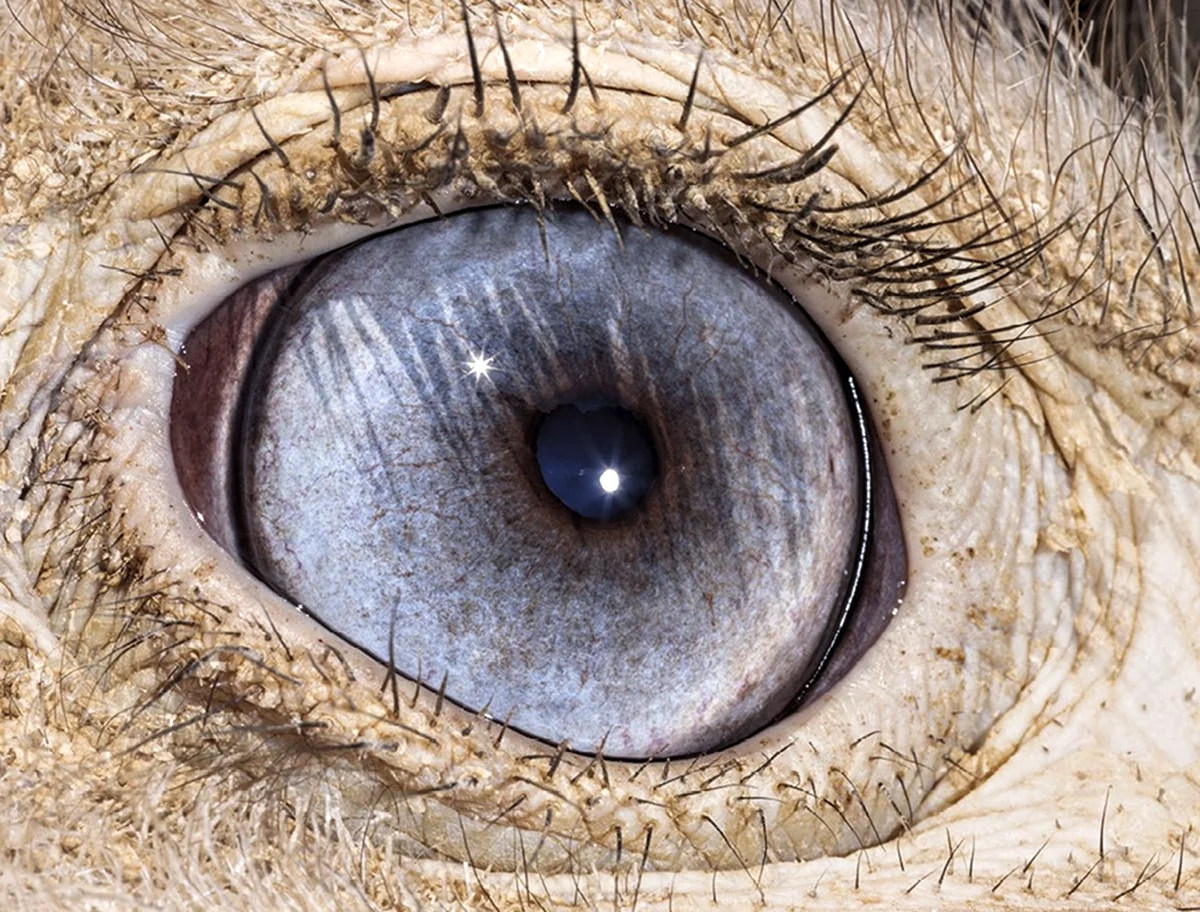 Глаз страуса