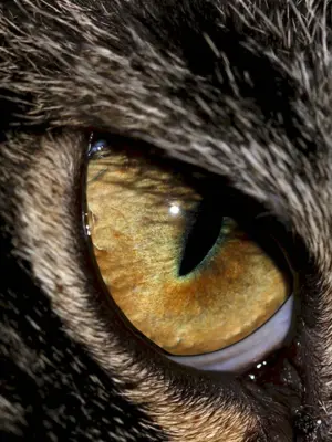 Глаз животного