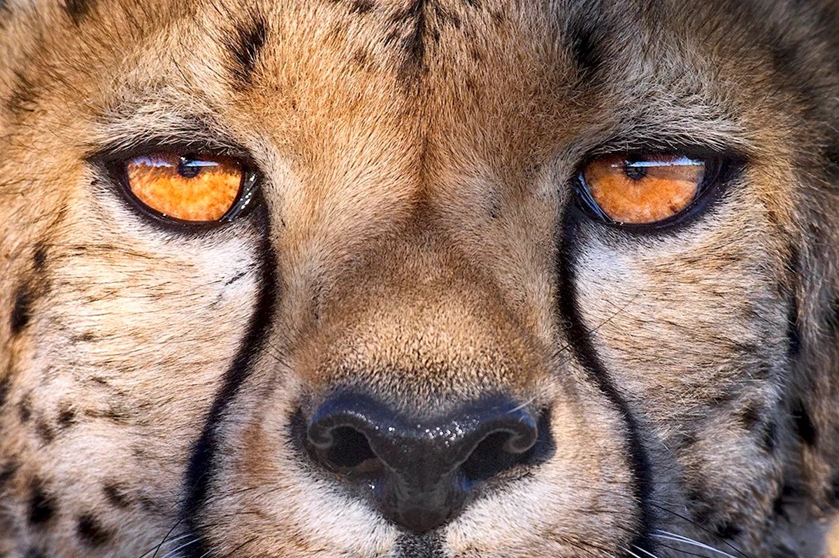 Глаза гепарда
