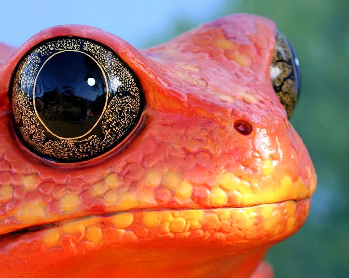 Глаза лягушки