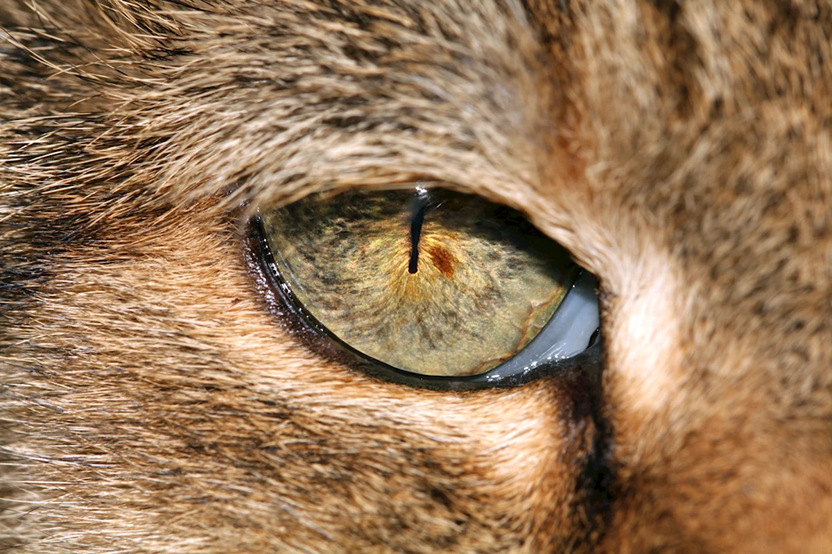 Глаза разных животных