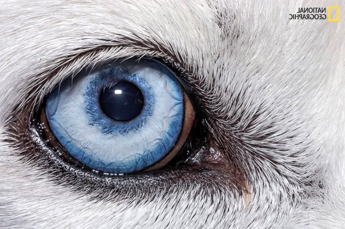 Глаза собаки