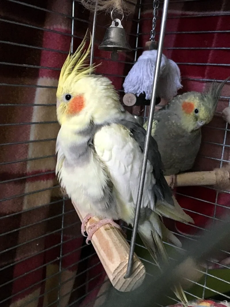 Гнездо для попугаев корелла