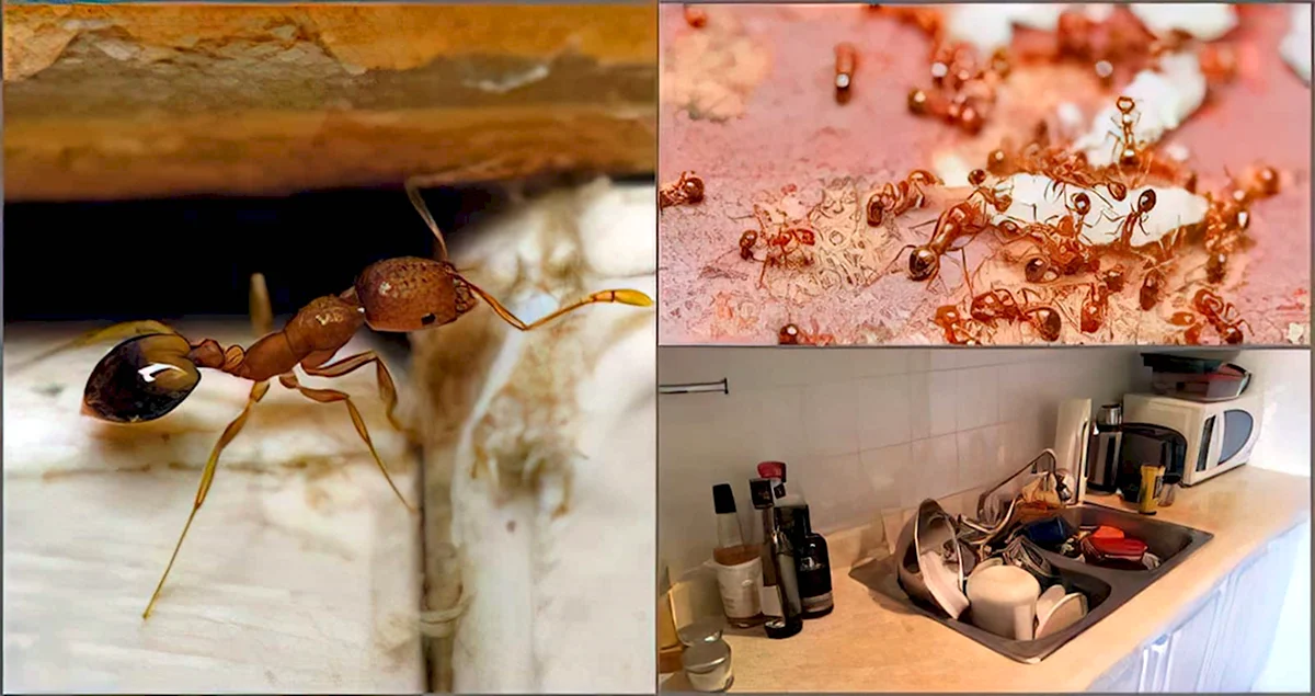 Гнездо рыжих муравьев в квартире
