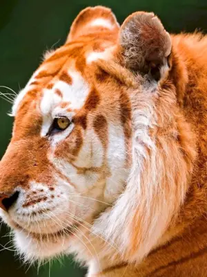 Голден Тайгер тигр