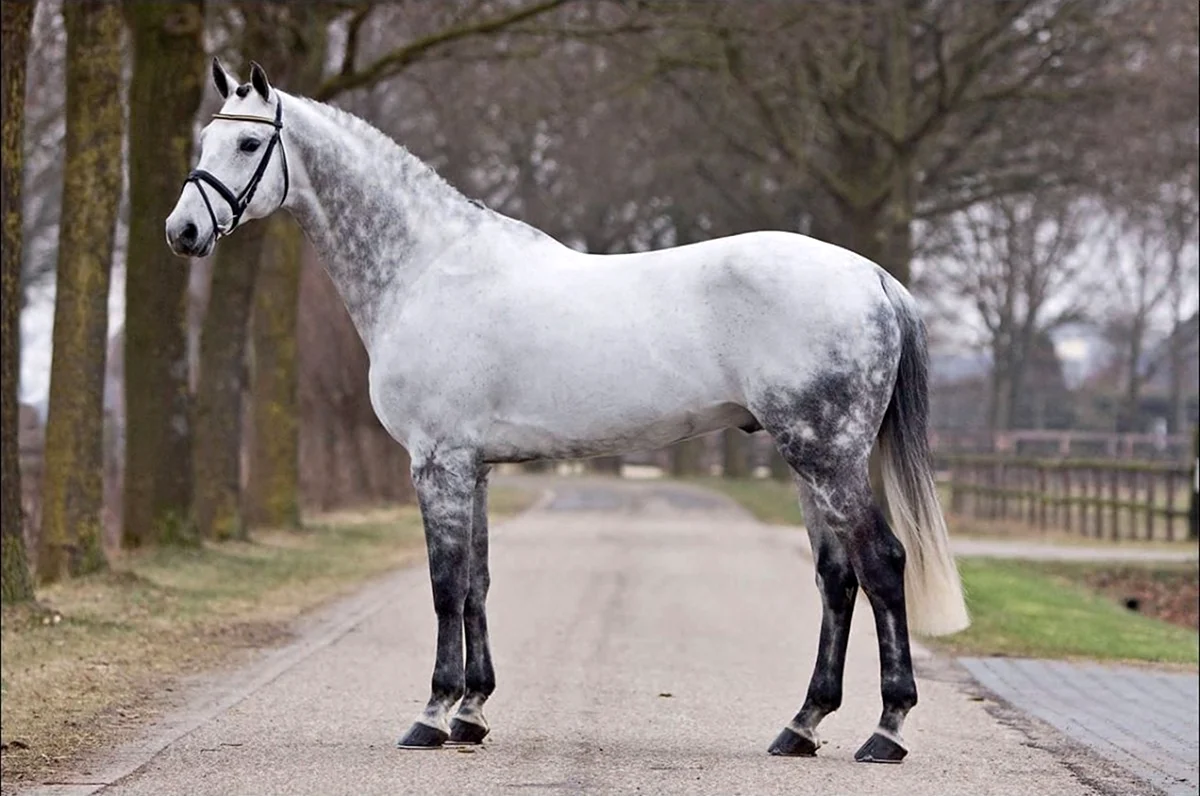 Голландская теплокровная лошадь серая