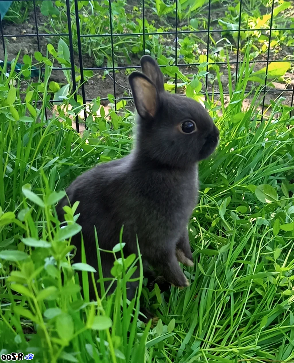 Голландский карликовый кролик