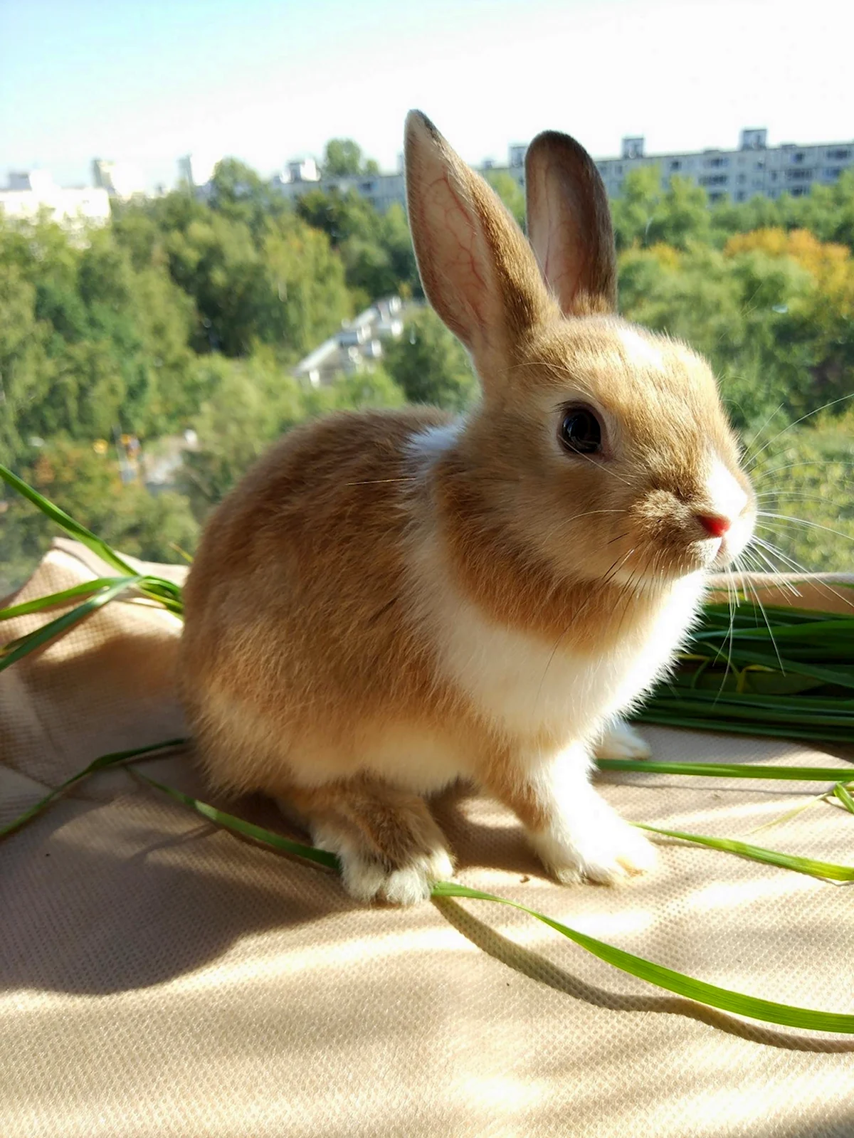 Голландский карликовый кролик