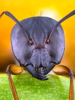 Голова муравья