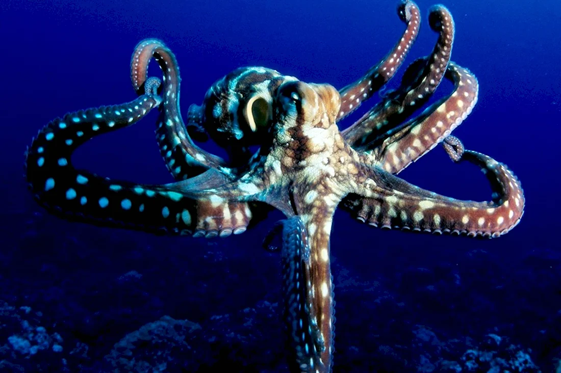Головоногие моллюски осьминог Синекольчатый