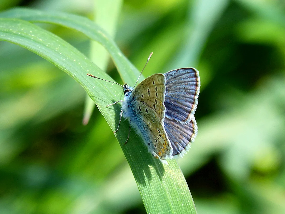 Голубь бабочка фото