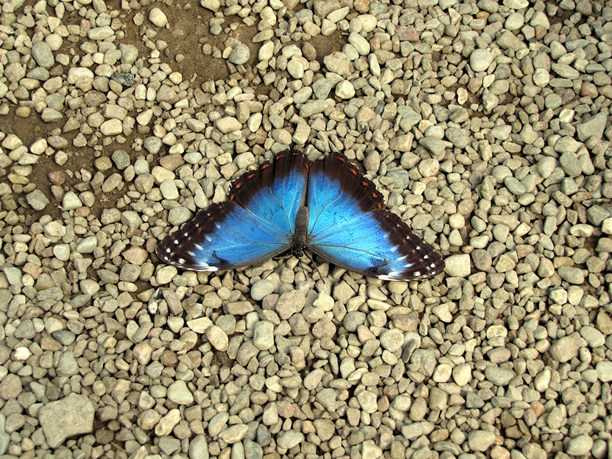 Голубая бабочка