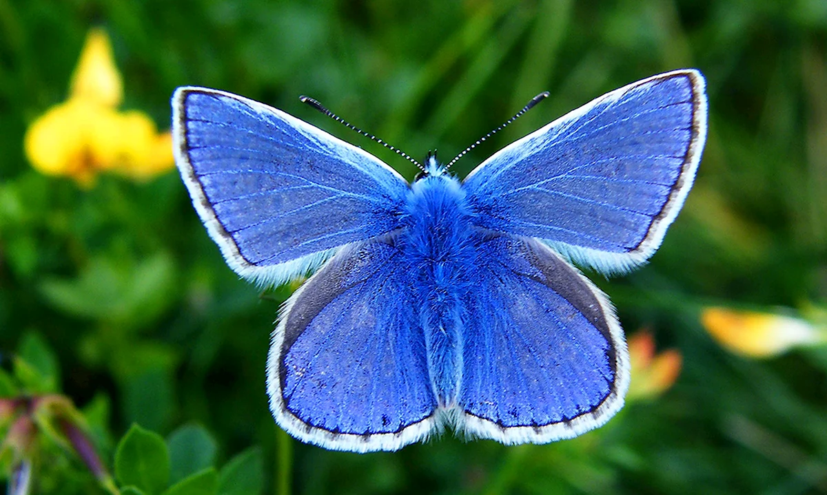 Голубая бабочка Смита