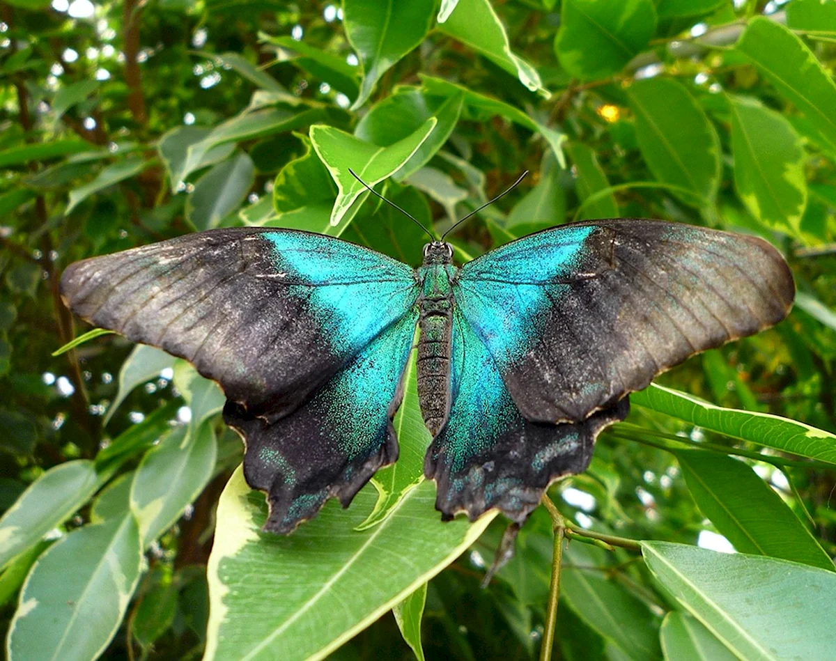 Голубая бабочка со сложенными крыльями