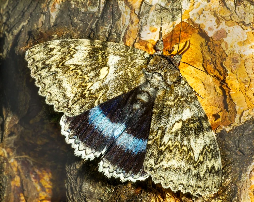 Голубая Ленточница Catocala fraxini