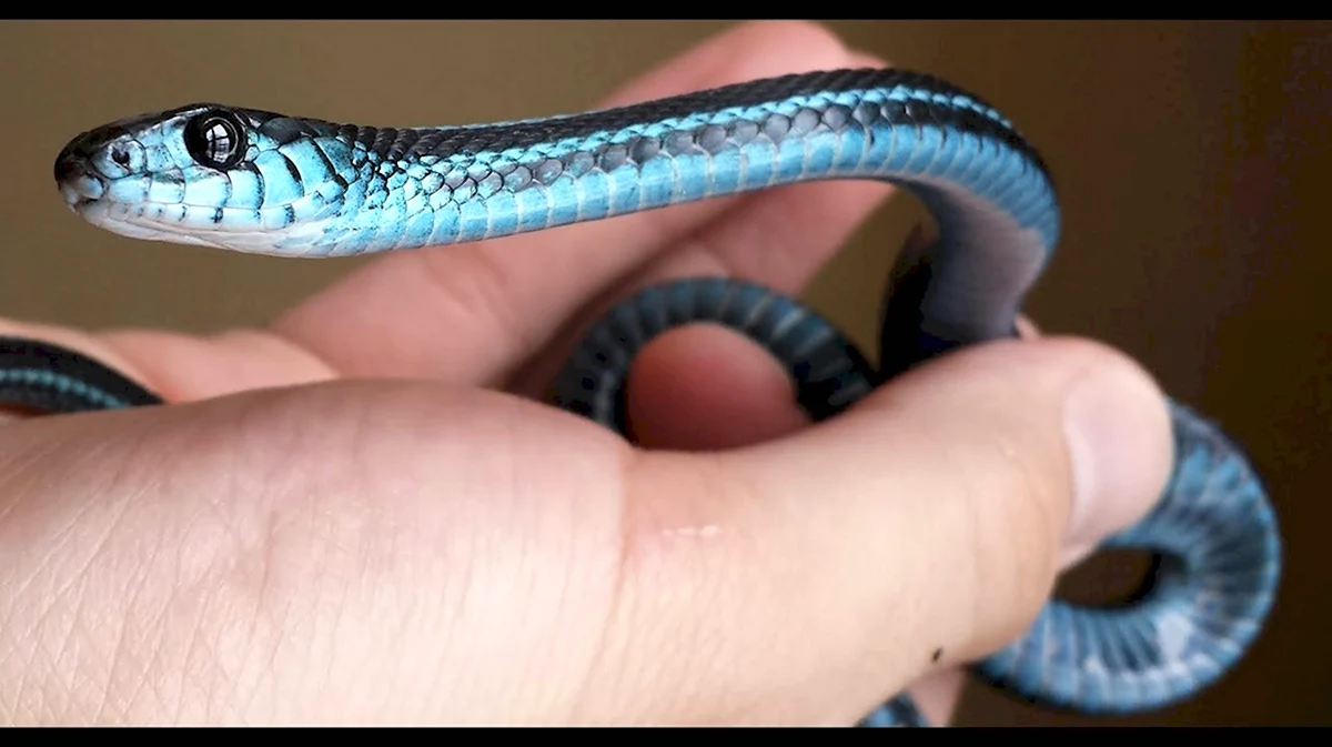Голубая подвязочная змея