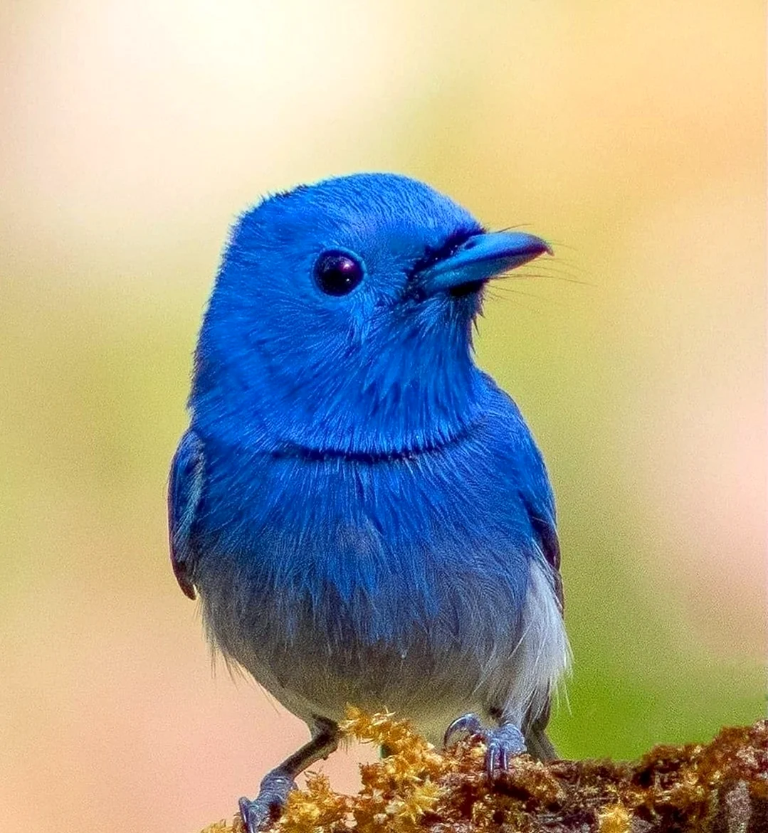 Голубая сиалия птица