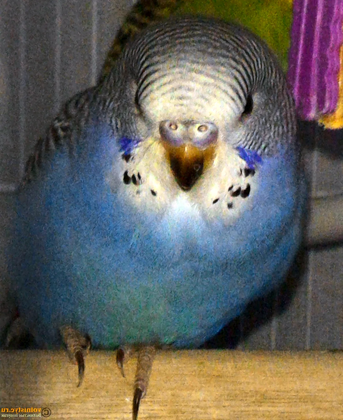 Голубая восковица у волнистого попугая пол