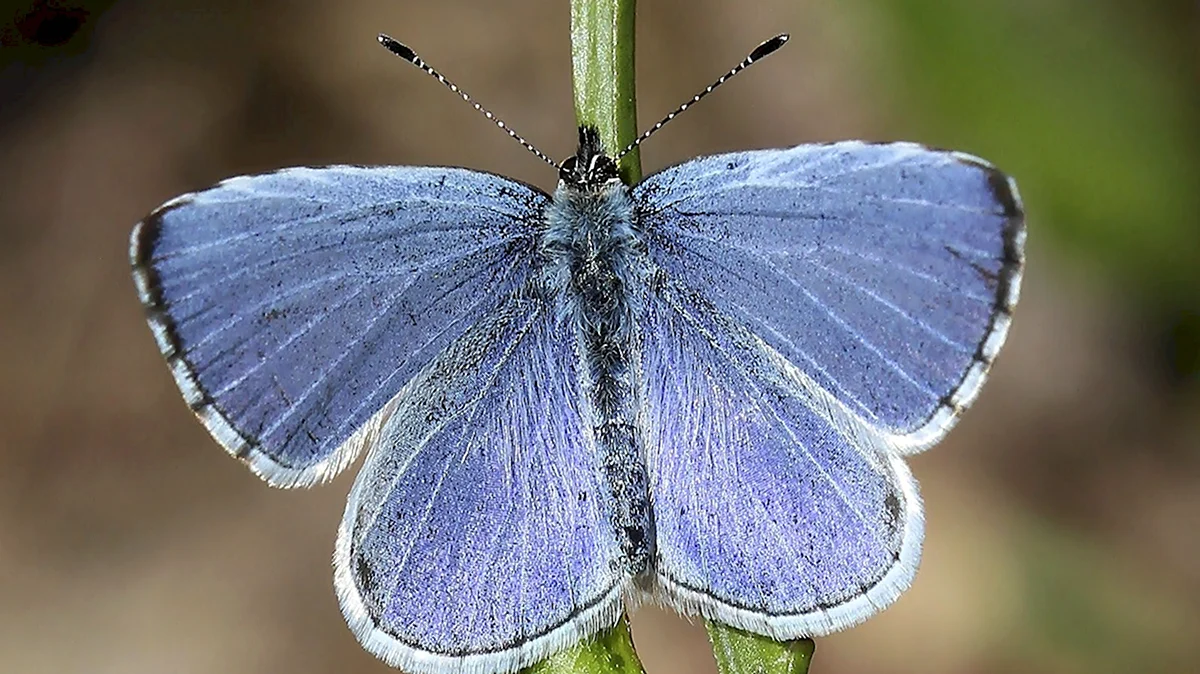 Голубянка Весенняя бабочка