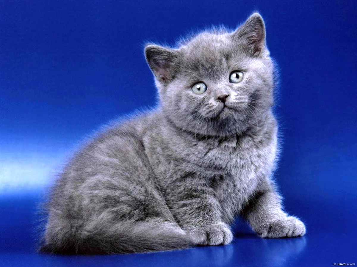 Голубой британец кот
