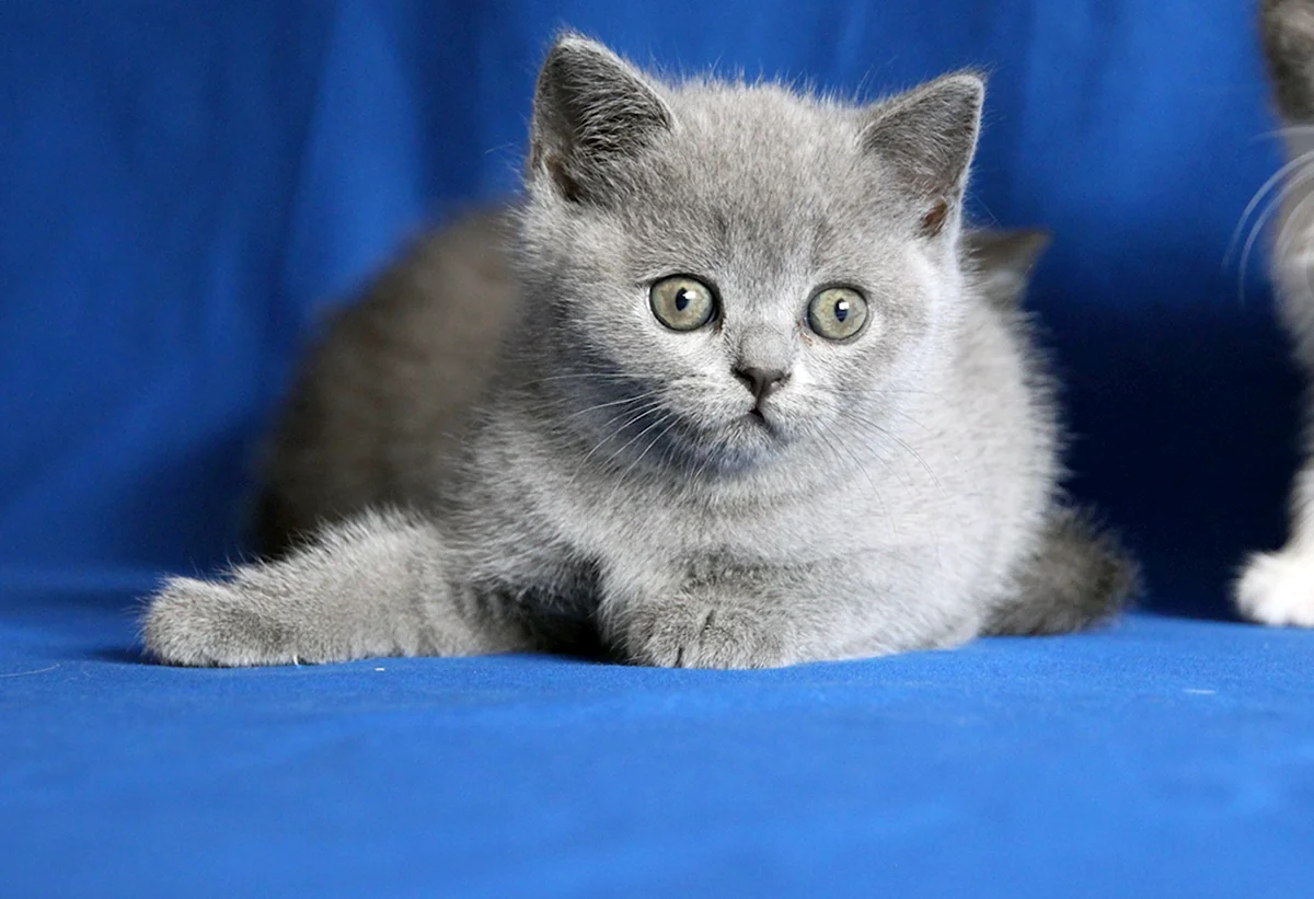 Голубой британец котенок