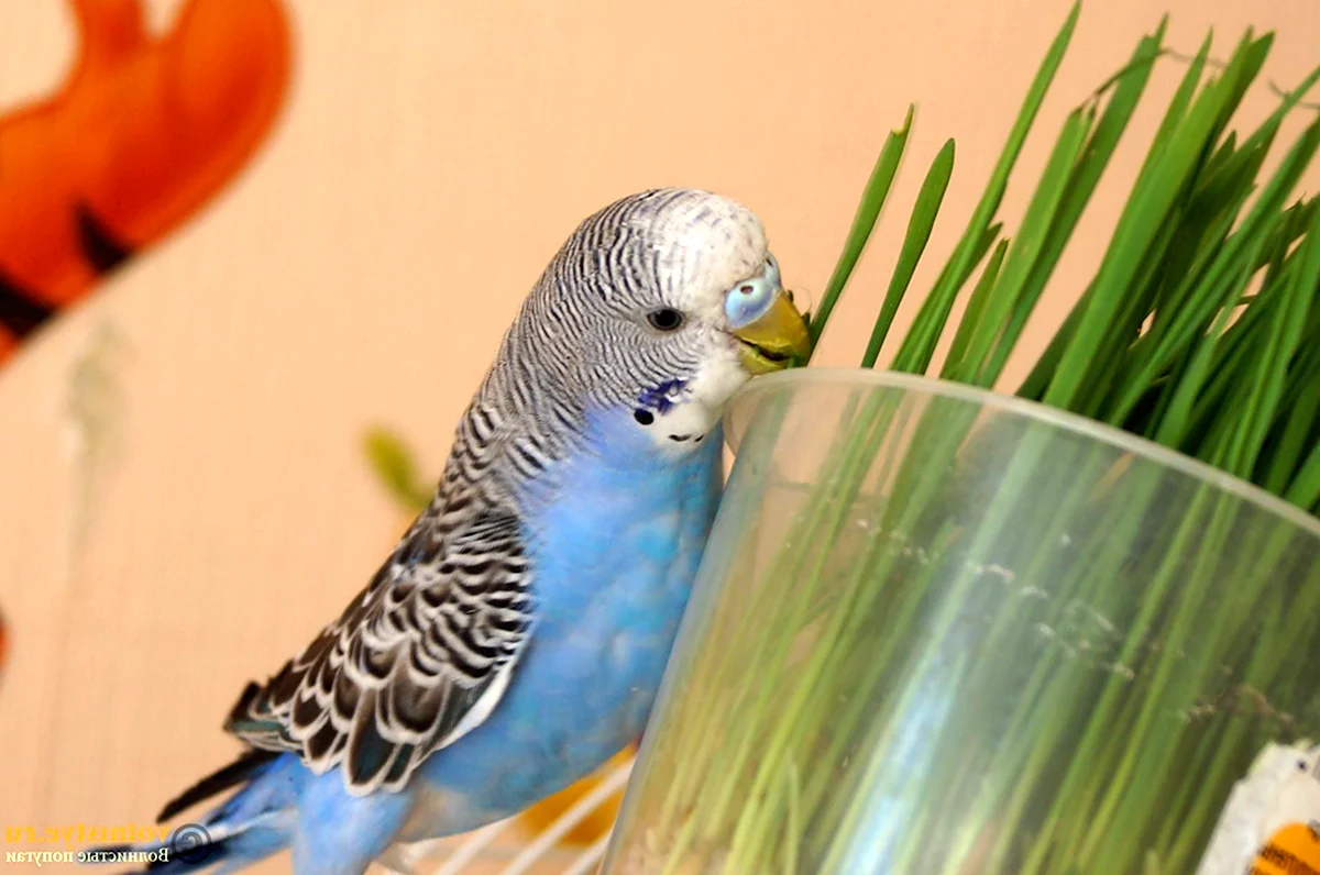 Голубой волнистый попугайчик самец