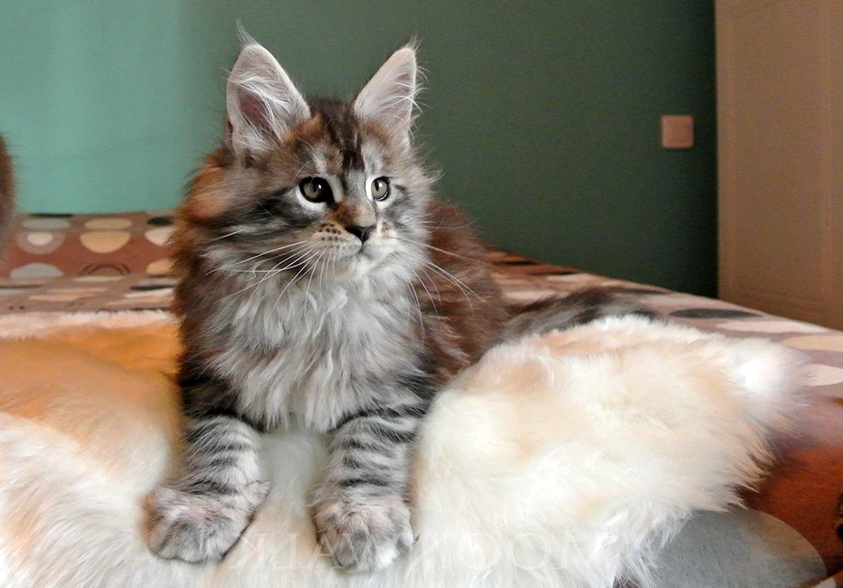 Голубокремовая кошка Мейн кун