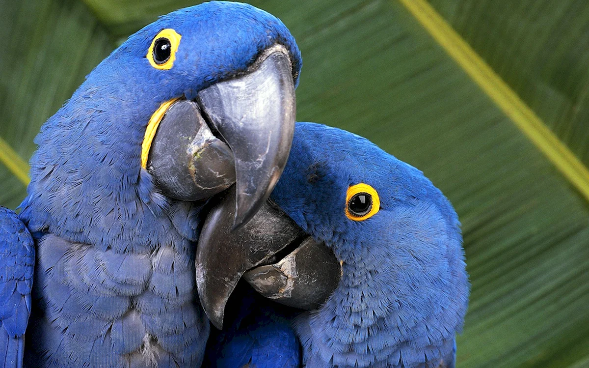 Голубые ара Blue Macaws