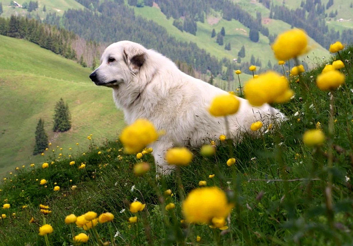 Горная Альпийская овчарка