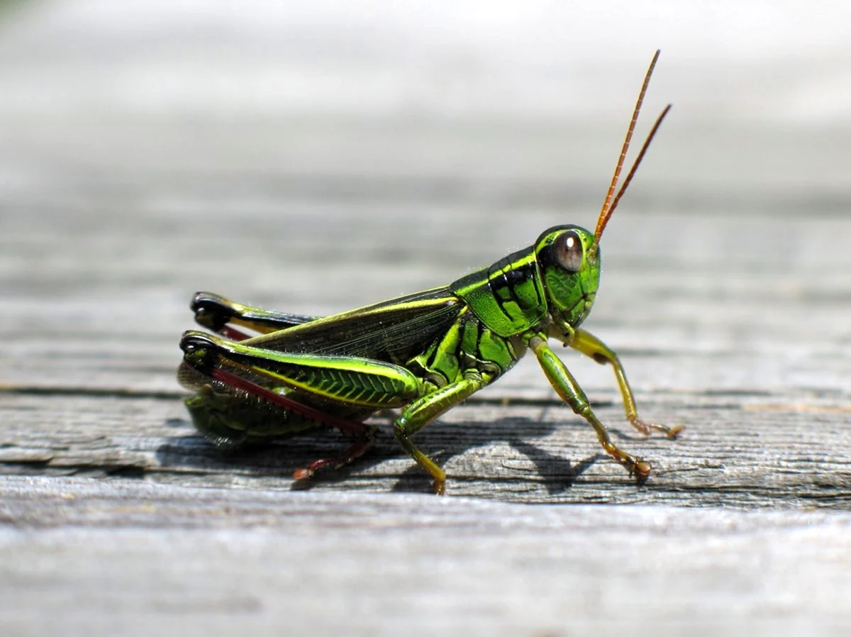 Grasshopper «кузнечик» 1946.