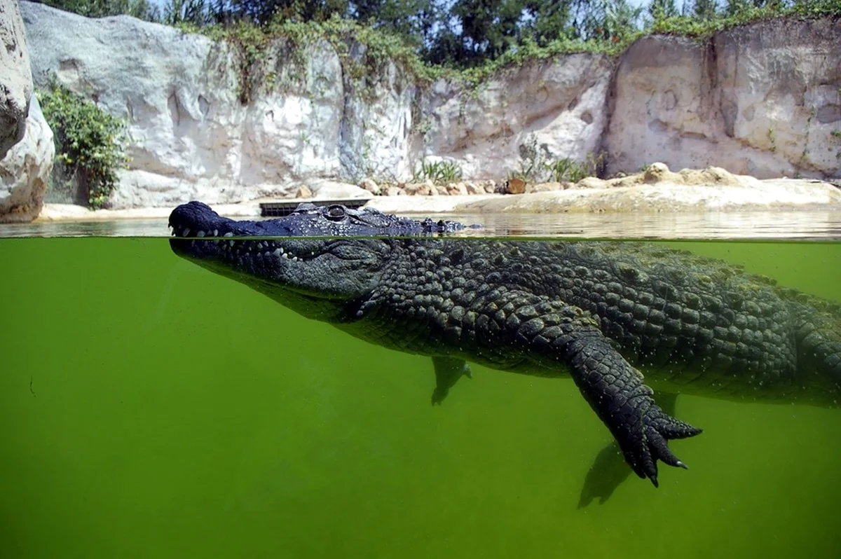 Гребнистый крокодил арт
