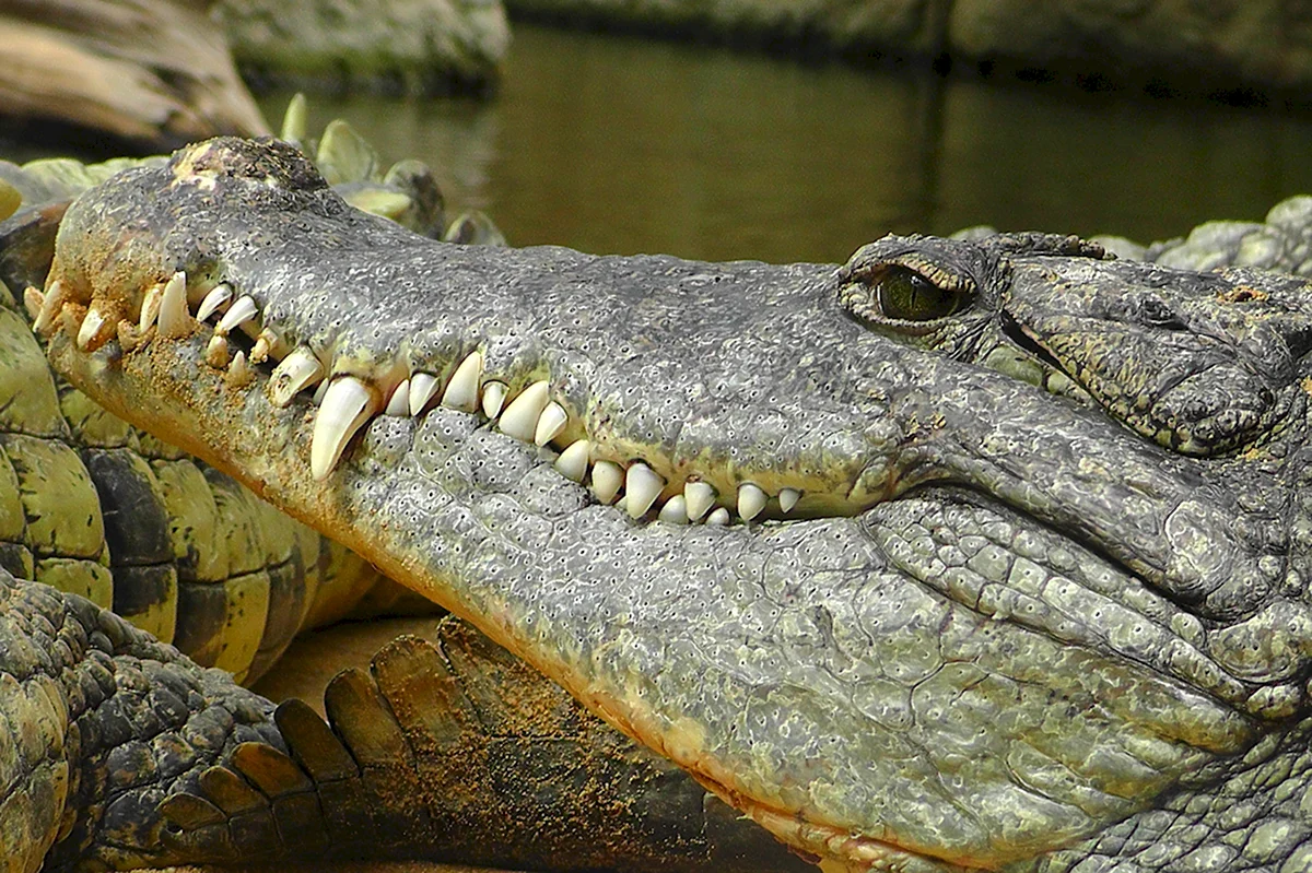 Гребнистый крокодил зубы