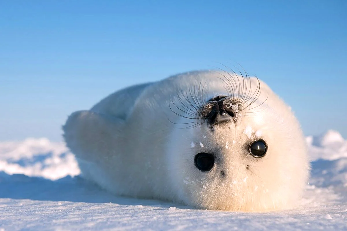 Гренландский тюлень Нерпа