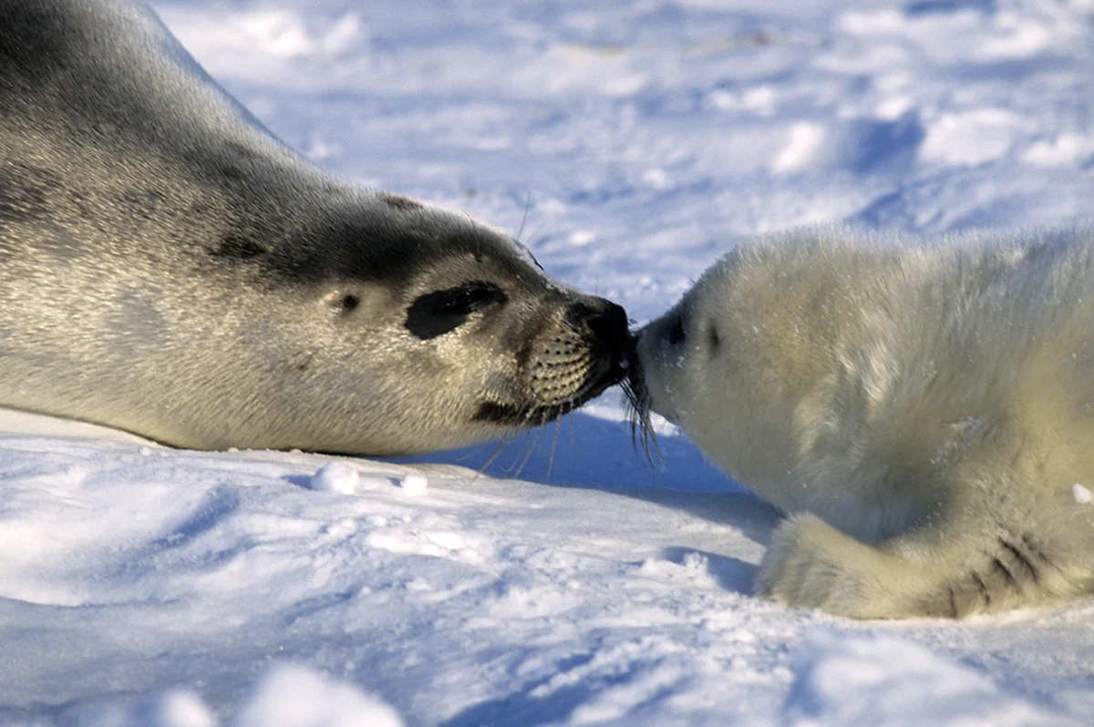 Гренландский тюлень самец