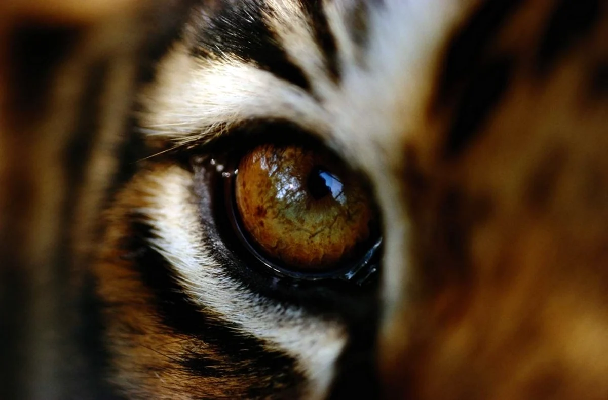 Грин Эбби глаза тигрицы