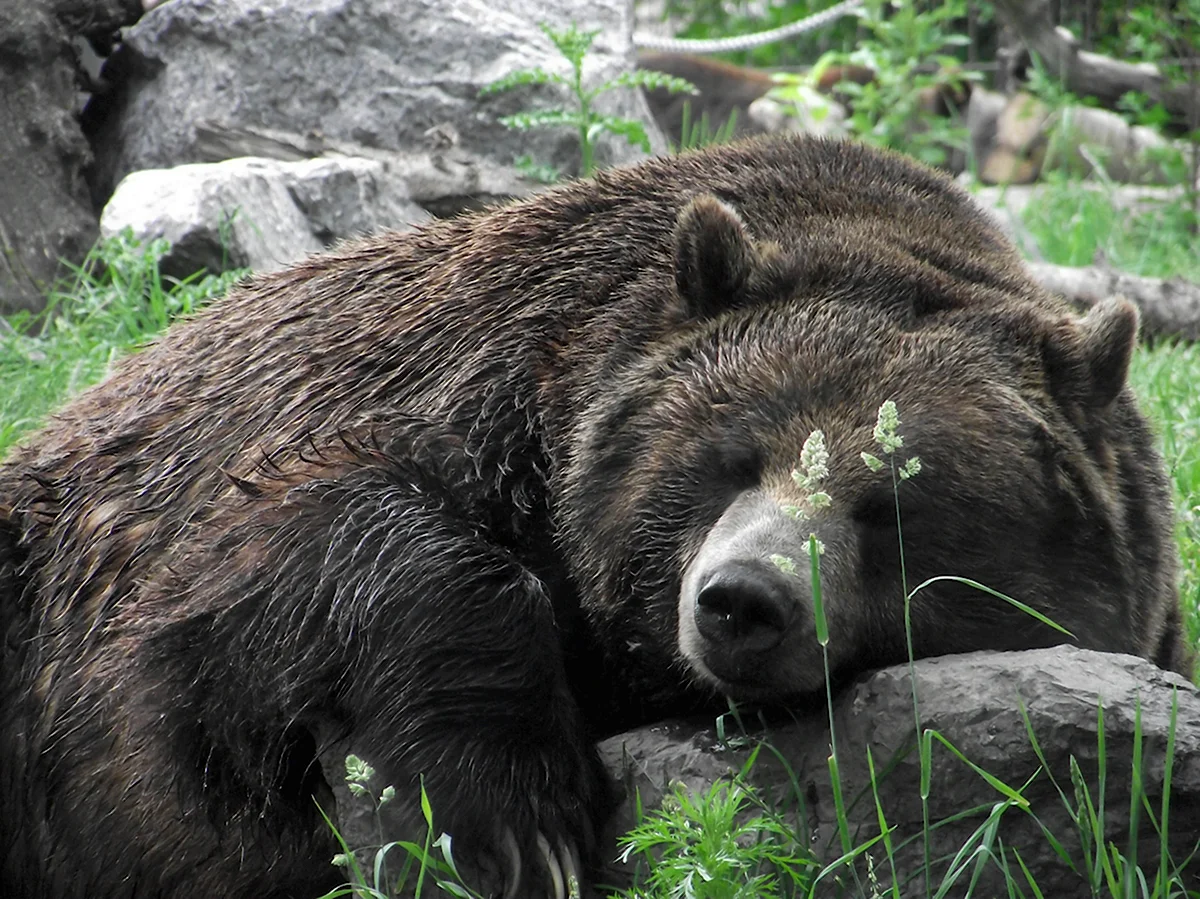 Гризли медведь в спячке