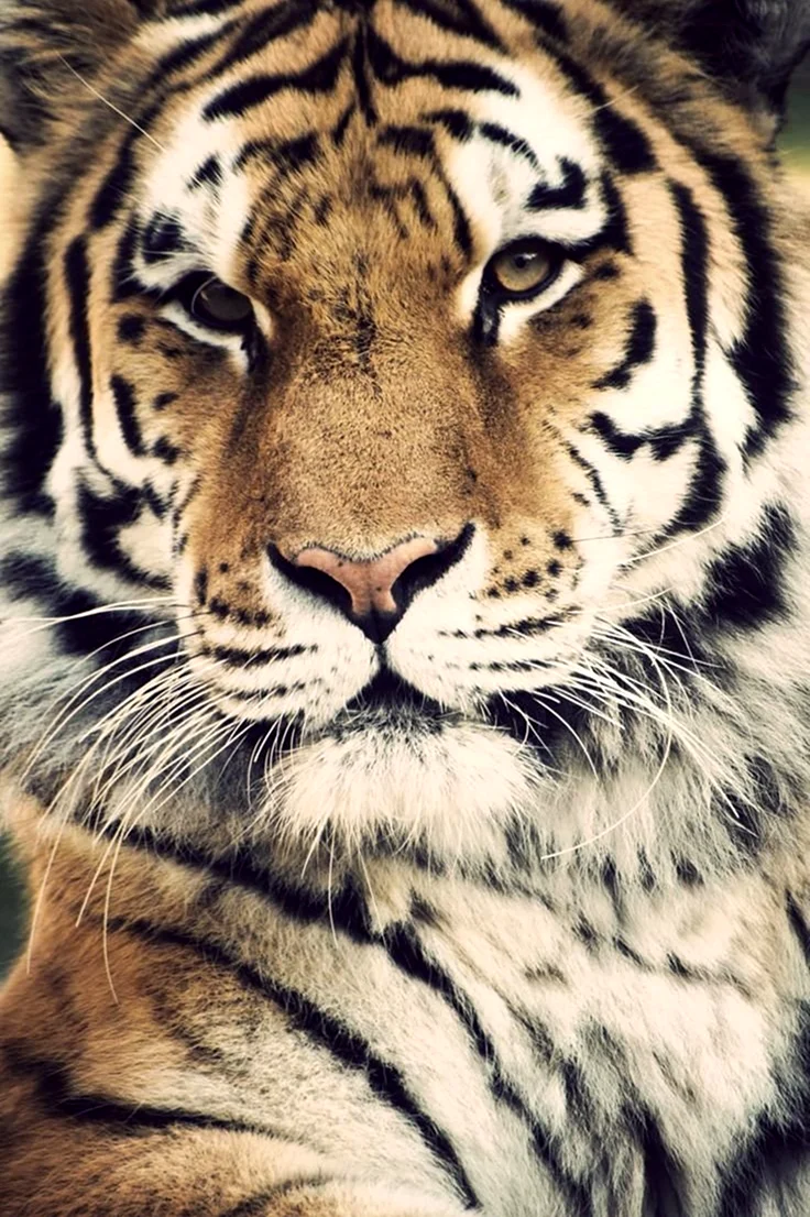 Грозный тигр