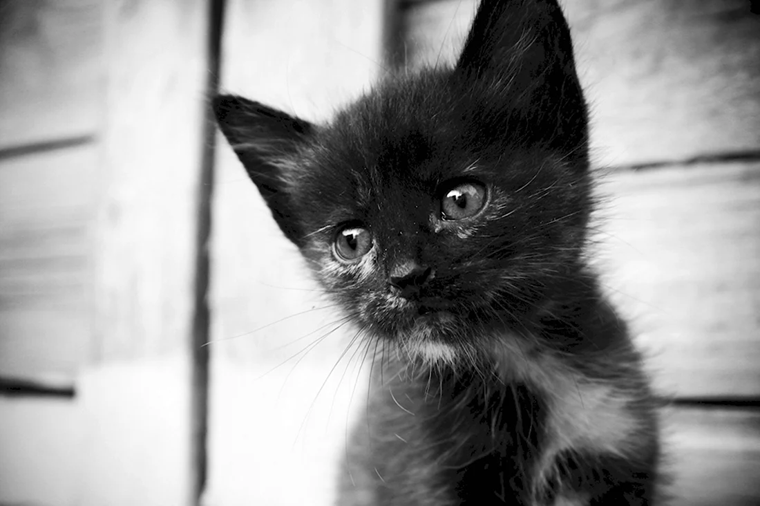 Грустный черный котенок