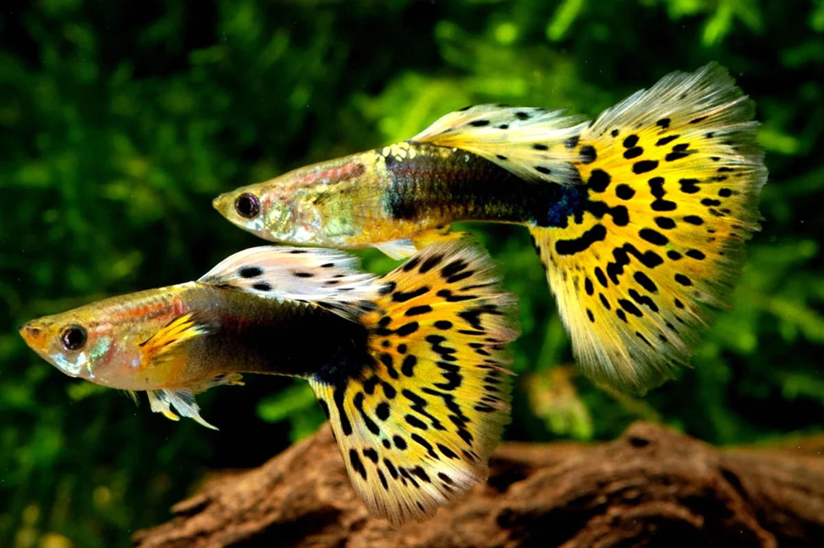 Гуппи рыбки самцы