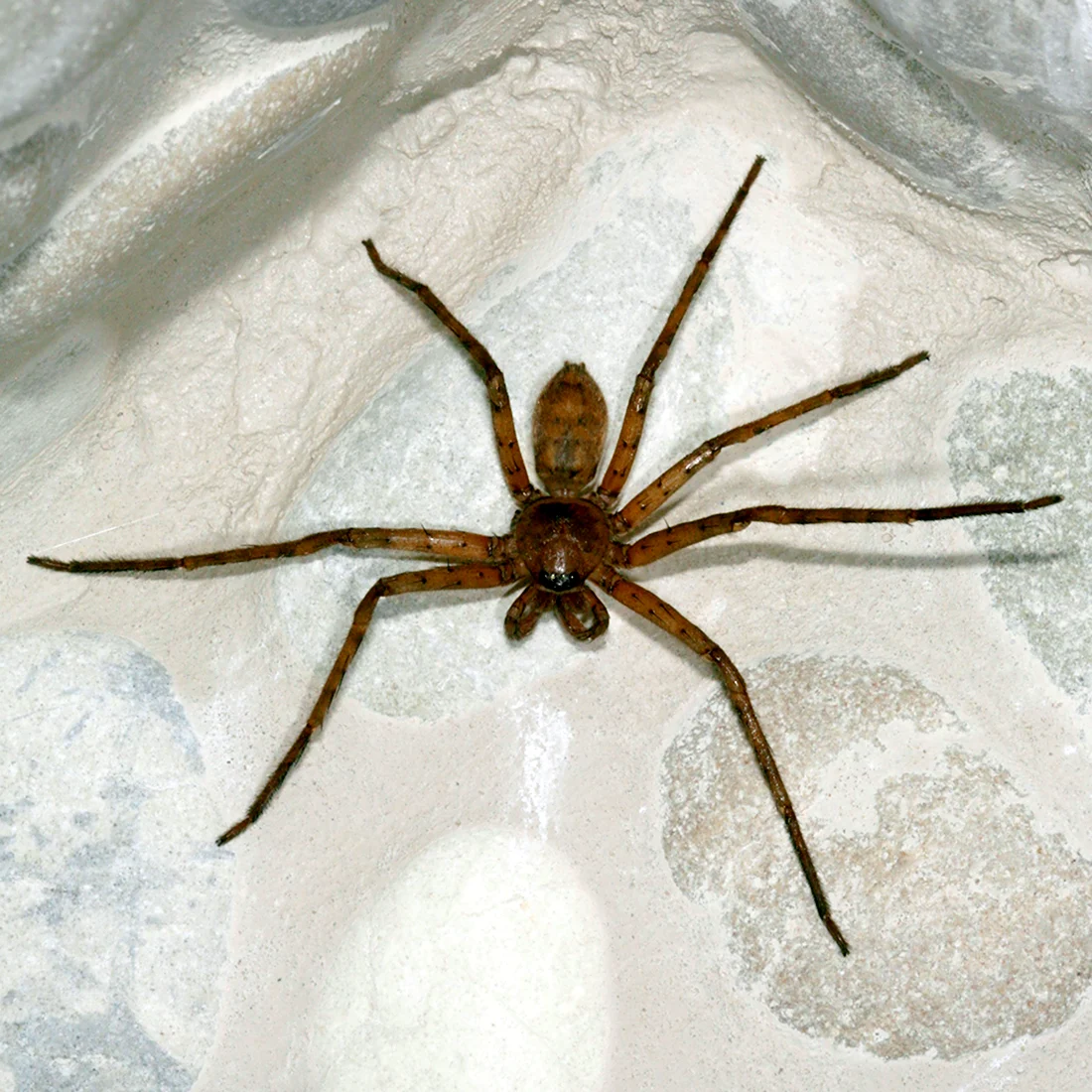 Heteropoda venatoria паук