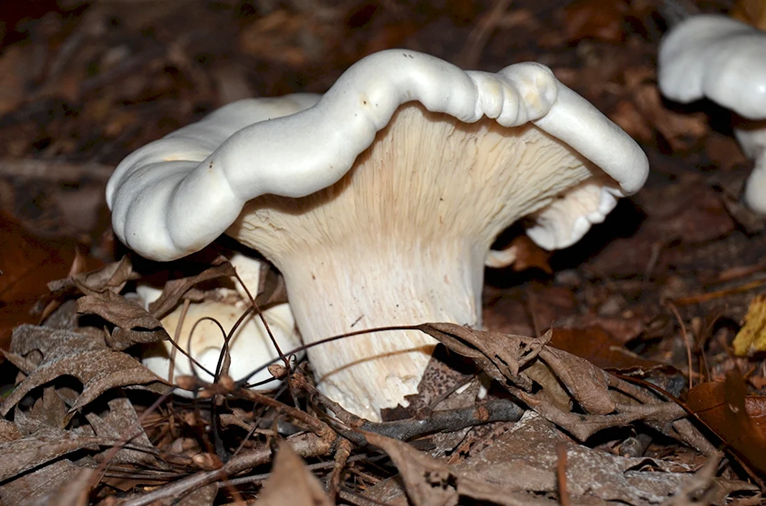 Ядовитые грибы белого цвета