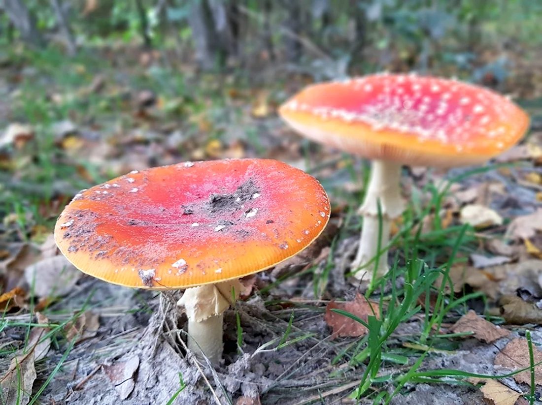 Ядовитые грибы грибы
