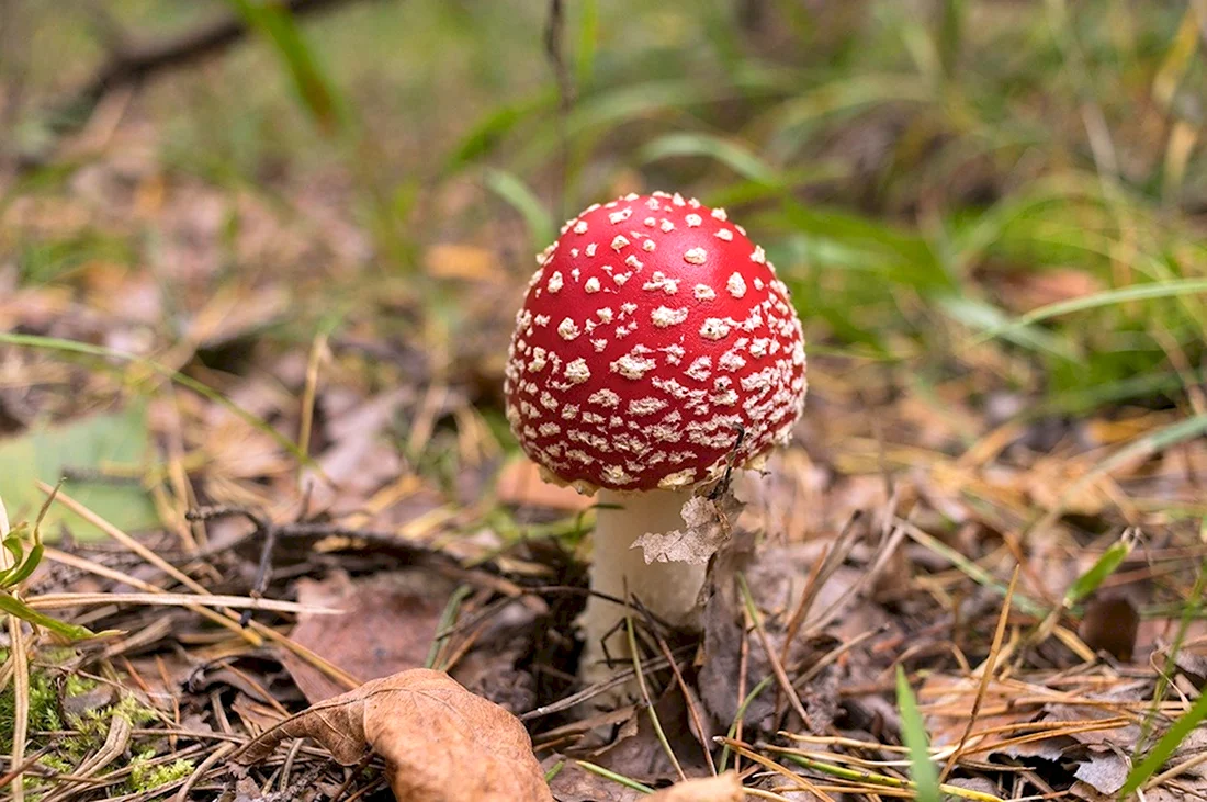 Ядовитые грибы Ленинградской области