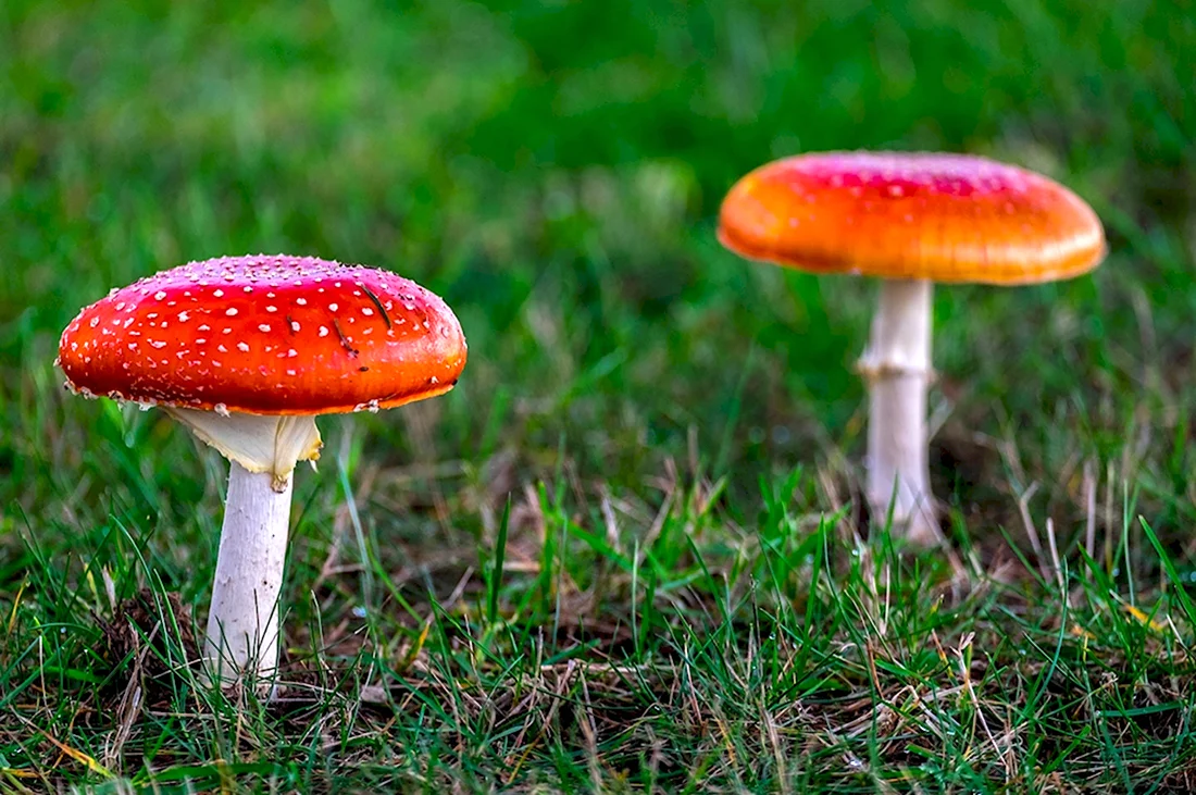 Ядовитые грибы осенью